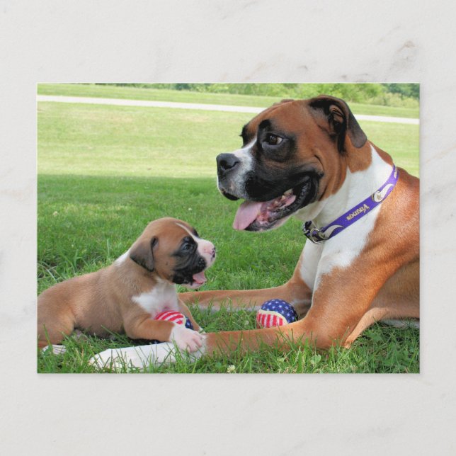 Vindy och Valper - Photo 95 Vykort (Framsida)