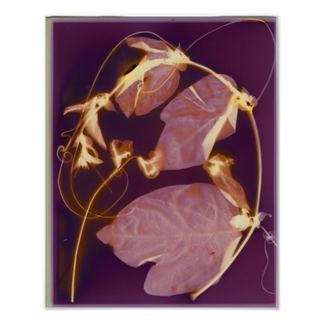 Vine Lumen-utskrift Fototryck (Framsidan)