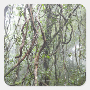 vine och grenar som vrids i rainforest fyrkantigt klistermärke