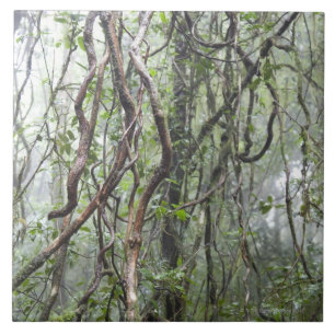vine och grenar som vrids i rainforest kakelplatta