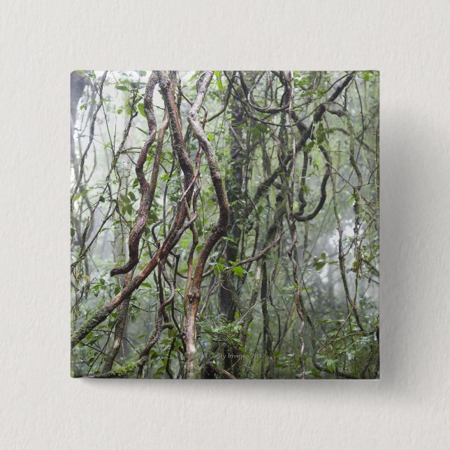 vine och grenar som vrids i rainforest knapp (Framsida)