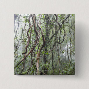 vine och grenar som vrids i rainforest knapp