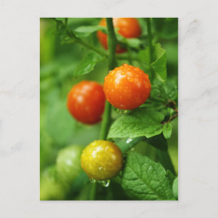 Vine Ripened Tomato Postcard Vykort