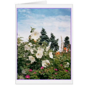 Vineyard Garden Card Hälsningskort