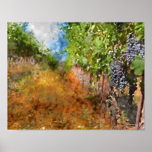 Vineyard i Napa Valley California Poster