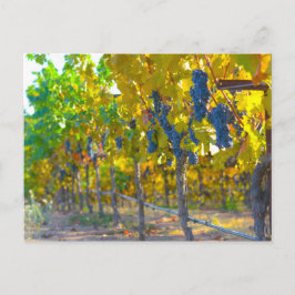 Vineyard i Napa Valley California Vykort