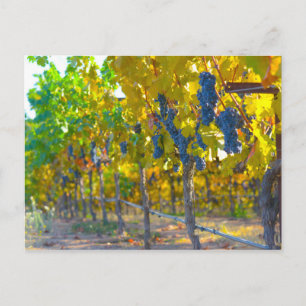Vineyard i Napa Valley California Vykort