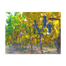 Vineyard i Napa Valley California