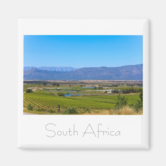 Vineyard Ligcape South Afrika SA Magnet (Framsidan)