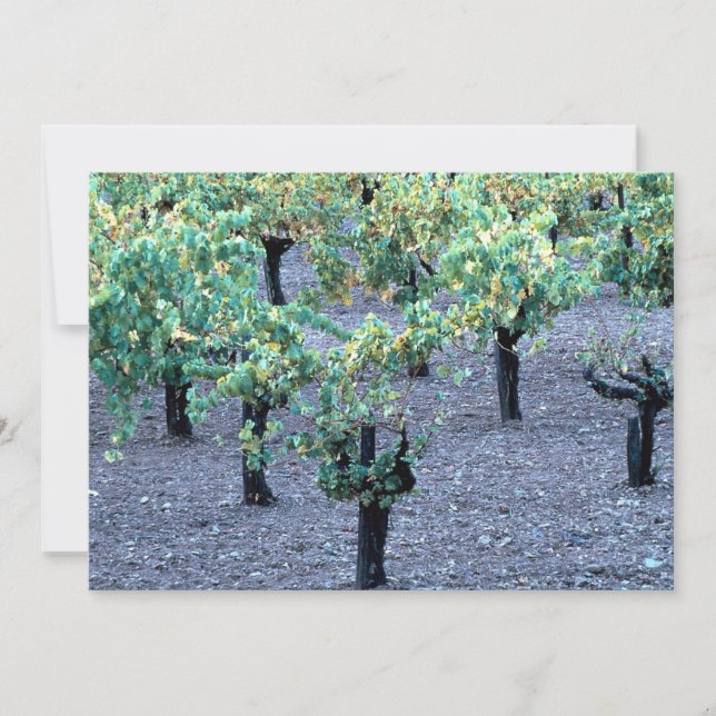 Vineyard, Napa Valley, Kalifornien från skogen (Framsida)