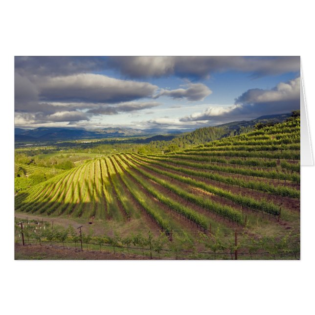 Vineyard. Napa Valley. Napa. Napa County Hälsningskort (Framsidan Horizontal)