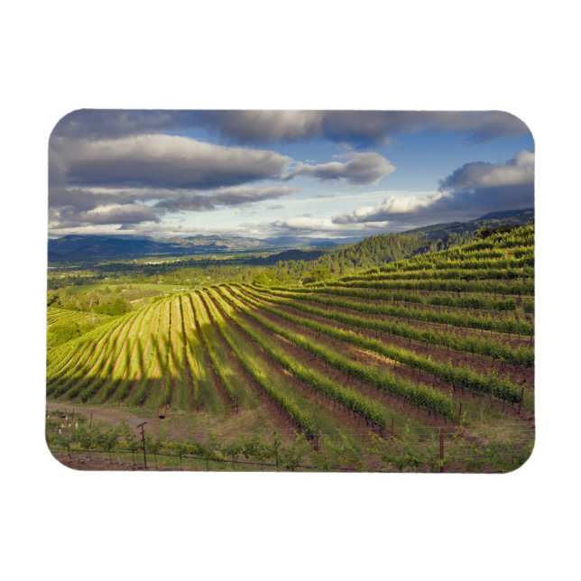 Vineyard. Napa Valley. Napa. Napa County Magnet (Horisontell)
