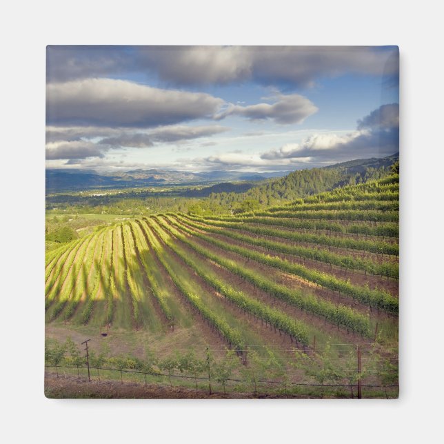 Vineyard. Napa Valley. Napa. Napa County Magnet (Framsidan)