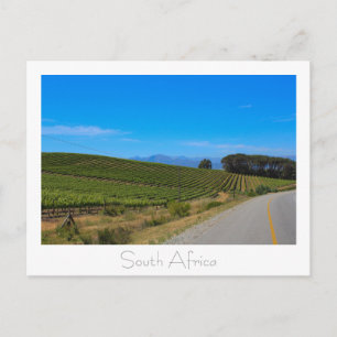 Vineyard Nature View South Afrika SA Postcard Vykort