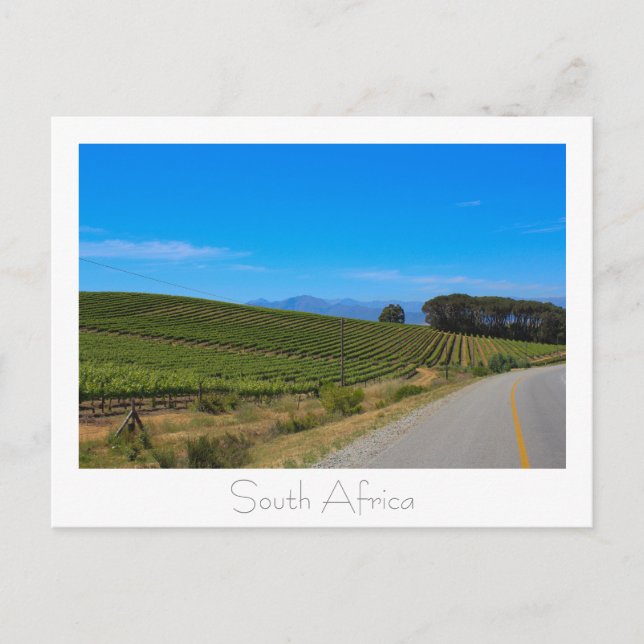 Vineyard Nature View South Afrika SA Postcard Vykort (Framsida)