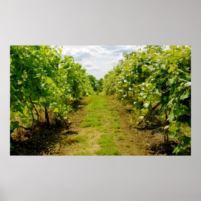 Vineyard Poster (Framsidan)