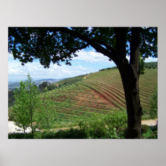 Vineyard-Pridet Poster