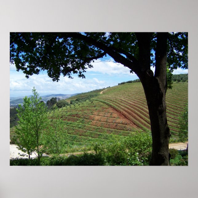 Vineyard-Pridet Poster (Framsidan)