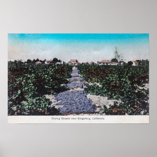 Vineyard Scene of Grapes DiningKingsburg, CA Poster (Framsidan)