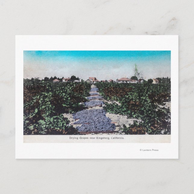 Vineyard Scene of Grapes DiningKingsburg, CA Vykort (Framsida)
