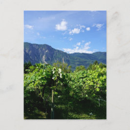 Vineyard Southern BC, Kanada Vykort