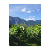 Vineyard Southern BC, Kanada