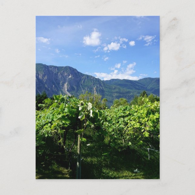 Vineyard Southern BC, Kanada Vykort (Framsida)