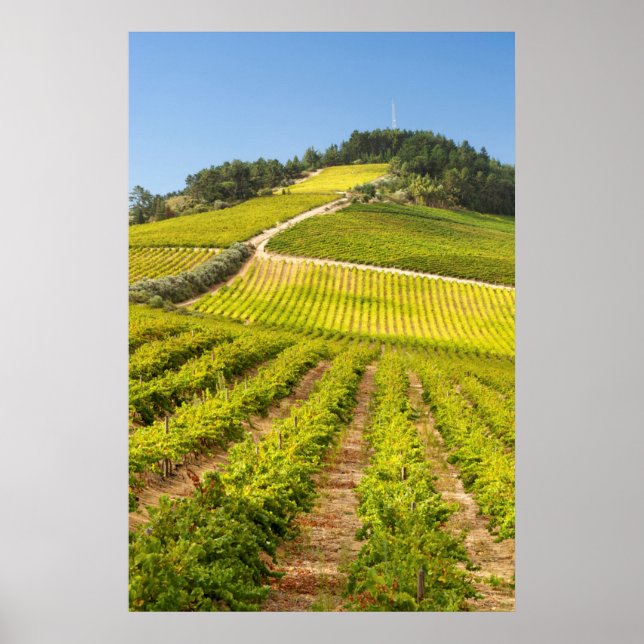 Vineyard, Stellenbosch, Westerna Kap Poster (Framsidan)