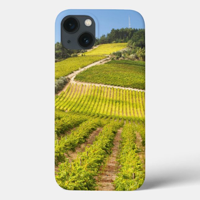 Vineyard, Stellenbosch, Westernare Kap (Baksida)