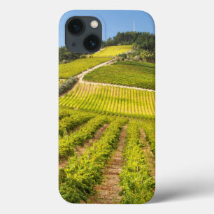 Vineyard, Stellenbosch, Westernare Kap