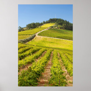 Vineyard, Stellenbosch, Westernare Kap Poster