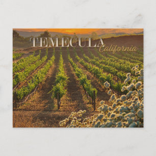 Vineyard Temecula Vin Land Vykort
