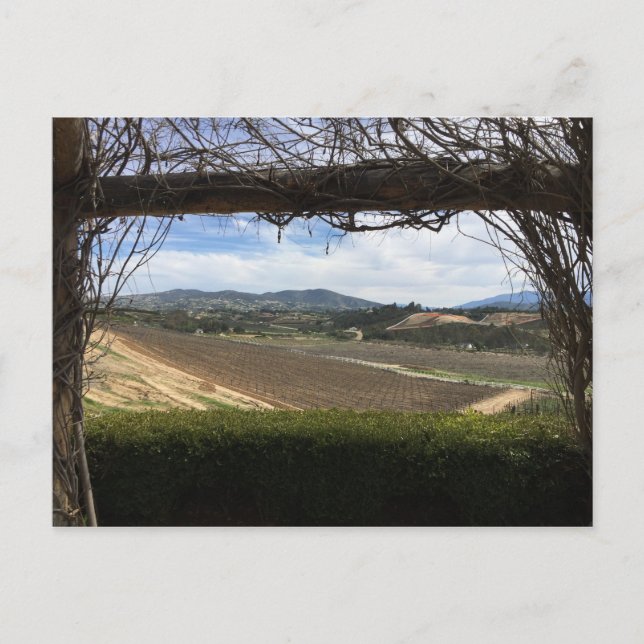 Vineyard Viewpoint Vykort (Framsida)