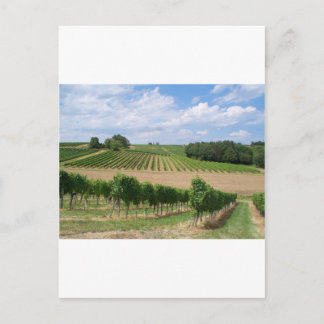 Vineyard - Vignoble (Bordeaux - France) 04 Vykort