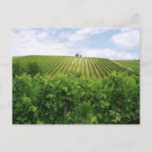Vineyard - Vignoble Vykort