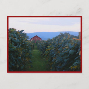 Vineyard Vykort