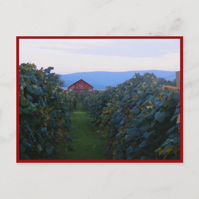 Vineyard Vykort (Framsida)