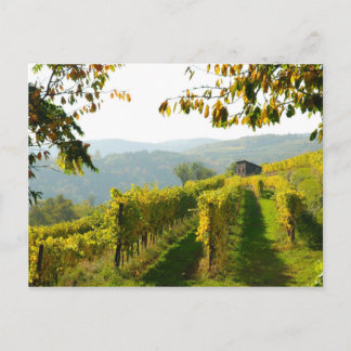 Vineyard Vykort