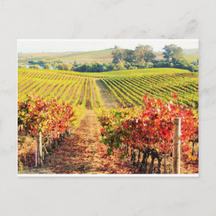 VINEYARDS.JPG VYKORT