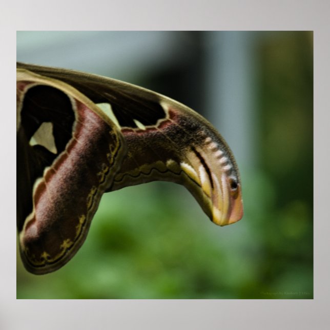 Vingar av Atlas Print Poster (Framsidan)