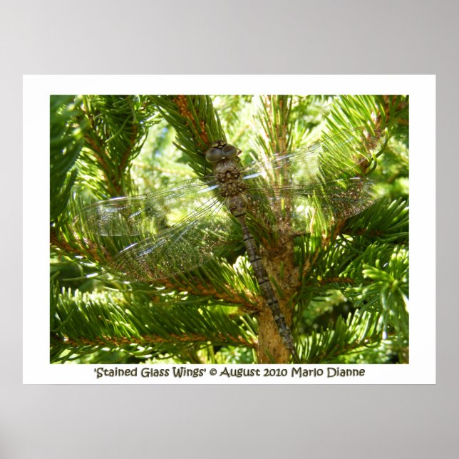 "Vingar av fastglaset Poster (Framsidan)