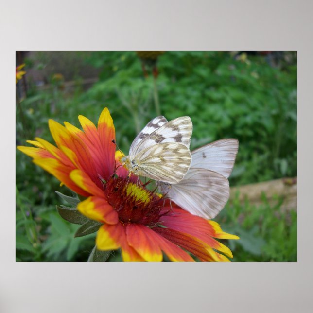 Vingar av Grace (4) Poster (Framsidan)