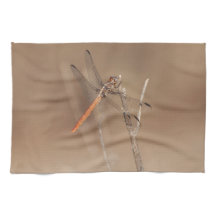 Vingar i Guld Dragonfly