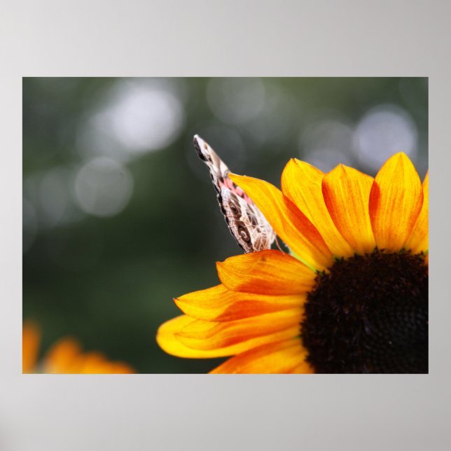 Vingar mellan poster (Framsidan)