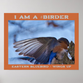 Vingar Up Östra Bluebird Birder Poster