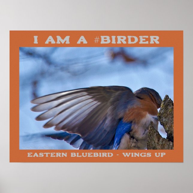 Vingar Up Östra Bluebird Birder Poster (Framsidan)