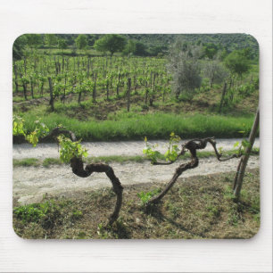 Vingård i den Chianti regionen av italien Musmatta