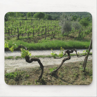 Vingård i den Chianti regionen av italien Musmatta
