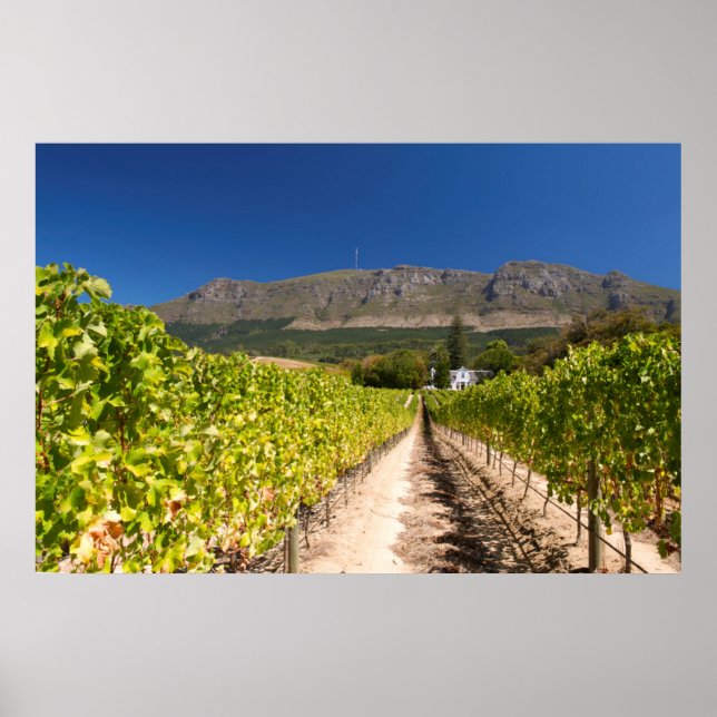 Vingård, Kapstaden, Västra Kapprovinsen, Sydafrika Poster (Framsidan)