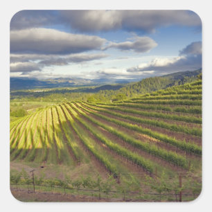 Vingård. Napa Valley. Napa. Napa County, Fyrkantigt Klistermärke